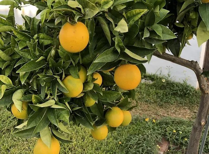 Ap322 - Mirlo بيت للعطل